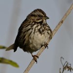 Sparrow4.jpg