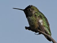 Hummer.jpg