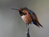 Hummer8.jpg