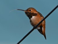 Hummer10.jpg