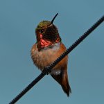Hummer12.jpg