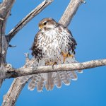 PrairieFalconStretch-553.jpg