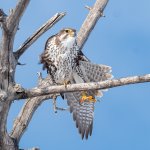PrairieFalconStretch-554.jpg