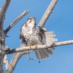 PrairieFalconStretch-555.jpg