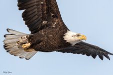 EagleClose-553.jpg