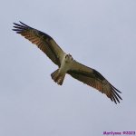 DSC_9926_001.JPG