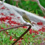 DSC_9939_001.JPG