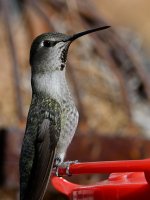 Hummer5.jpg