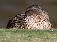 Mallard2.jpg