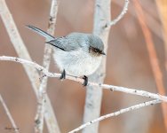 Bushtit-553.jpg