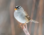 WCSparrow-553.jpg
