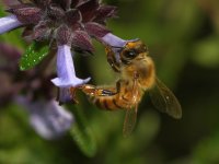 Bee.jpg