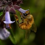 Bee2.jpg