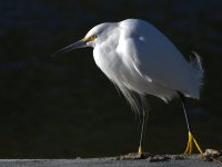 Egret5.jpg