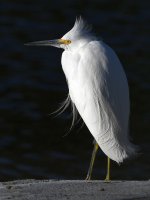 Egret8.jpg
