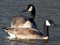 Goose.jpg