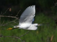 Egret2.jpg