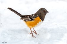 SpottedTowheeSnow-553.jpg