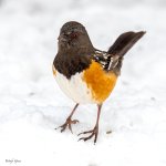 SpottedTowheeSnow-554.jpg