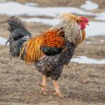 Chicken-555.jpg
