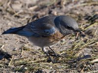 Bluebird3.jpg