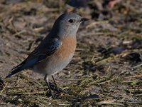 Bluebird4.jpg
