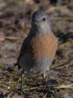 Bluebird6.jpg