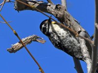 Woodpecker3.jpg