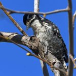 Woodpecker6.jpg
