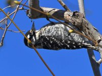 Woodpecker7.jpg