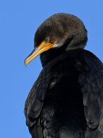 Cormorant.jpg