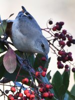 Mockingbird9.jpg