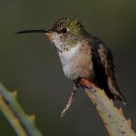 Hummer15.jpg