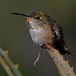 Hummer18.jpg