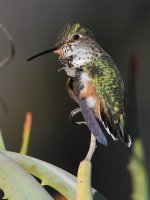 Hummer26.jpg