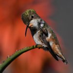 Hummer43.jpg