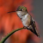 Hummer45.jpg