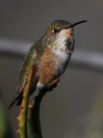 Hummer52.jpg