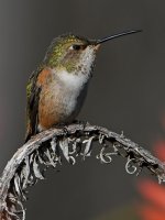 Hummer55.jpg