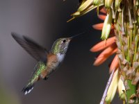 Hummer2.jpg