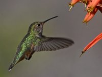 Hummer11.jpg