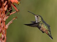 Hummer38.jpg