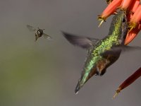 Bee.jpg