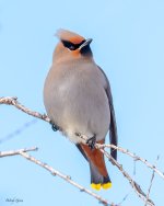 BohemianWaxwing-555.jpg