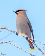 BohemianWaxwing-556.jpg
