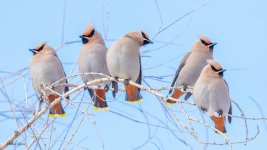 BohemianWaxwing-557.jpg