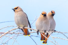 BohemianWaxwing-558.jpg