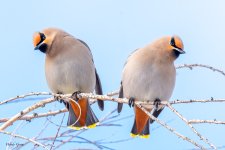 BohemianWaxwing-559.jpg