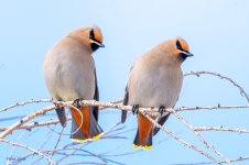 BohemianWaxwing-560.jpg