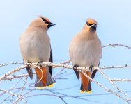 BohemianWaxwing-561.jpg